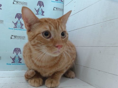 ARTIE - Domestic Short Hair available for adoption