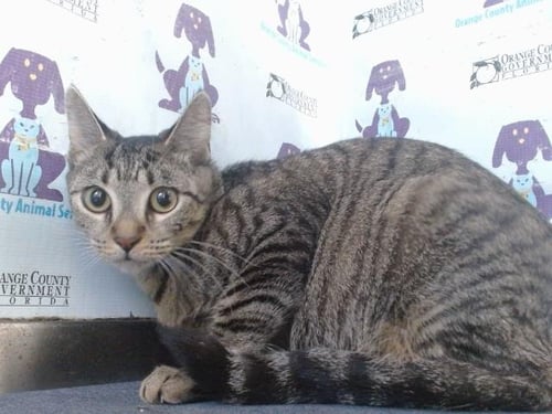 *LILY - Domestic Short Hair available for adoption
