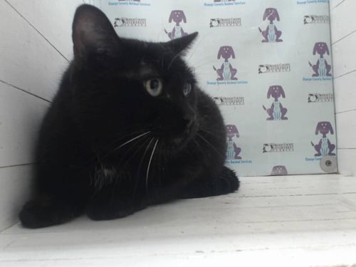 DORA - Domestic Short Hair available for adoption