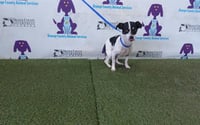 BROWNIE - Photo 1