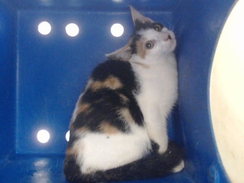 A602250 - Domestic Short Hair available for adoption