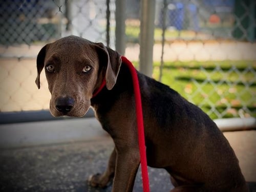 *KAIRO - American Pit Bull Terrier available for adoption