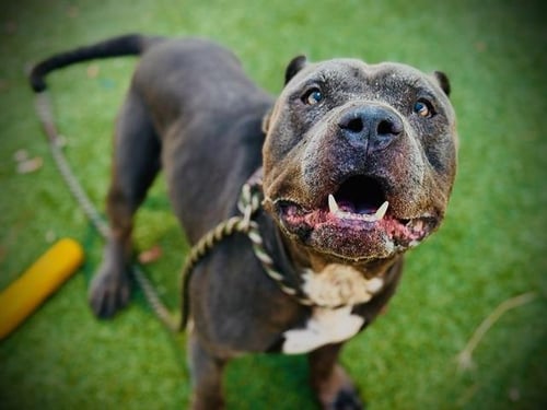 *REX - Pit Bull Terrier available for adoption