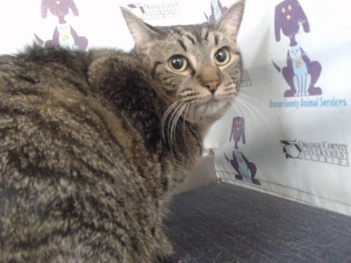 MIA - Domestic Short Hair available for adoption