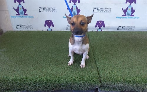 A605173 - Chihuahua available for adoption