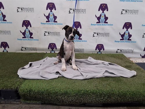 *CHESTER - Pit Bull Terrier available for adoption
