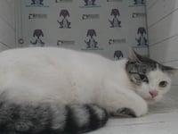 GRAYSON - Photo 1
