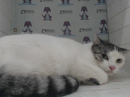 GRAYSON - Domestic Short Hair available for adoption