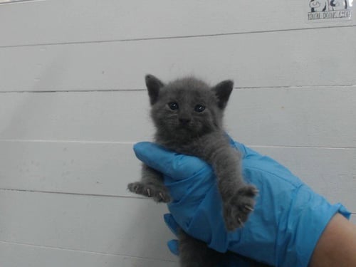 *SQUIRTLE - Domestic Short Hair available for adoption