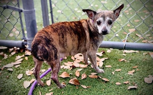 TIGER LILY - Chihuahua available for adoption