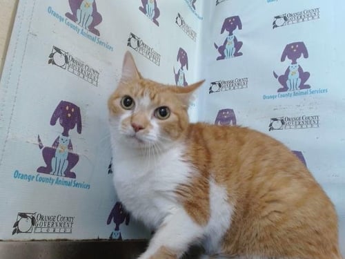 PAPA BEAR - Domestic Short Hair available for adoption