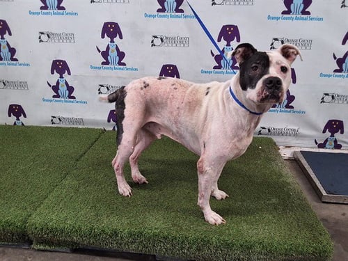 APOLLO - Pit Bull Terrier available for adoption