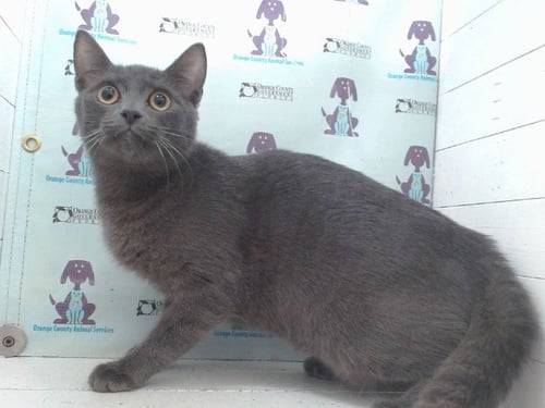 CENETSU - Domestic Short Hair available for adoption