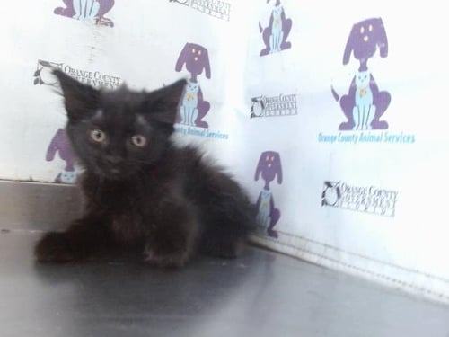 *FUDGE - Domestic Medium Hair available for adoption