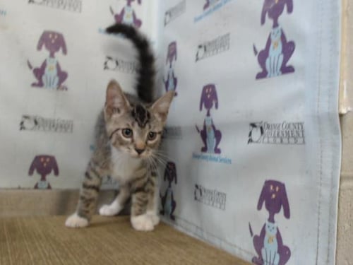 *BUDDY - Domestic Short Hair available for adoption