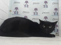 A597953 - Photo 1