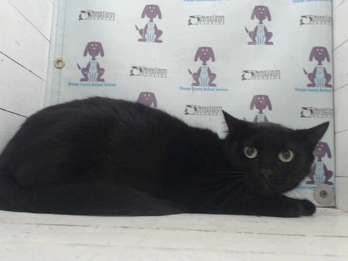 A597953 - Domestic Short Hair available for adoption