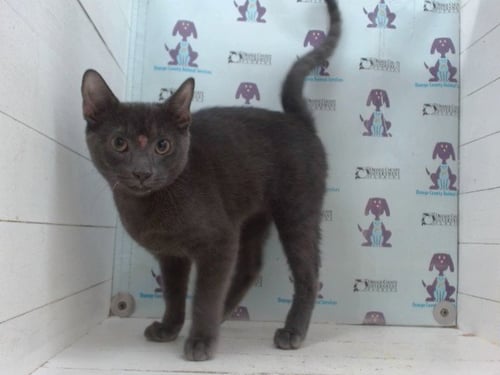 ZIRCON - Domestic Short Hair available for adoption