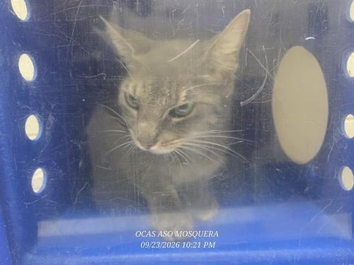 *JESSICA - Domestic Short Hair available for adoption