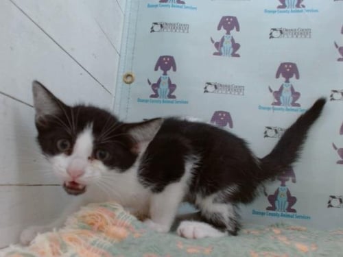 *ANNIE - Domestic Short Hair available for adoption