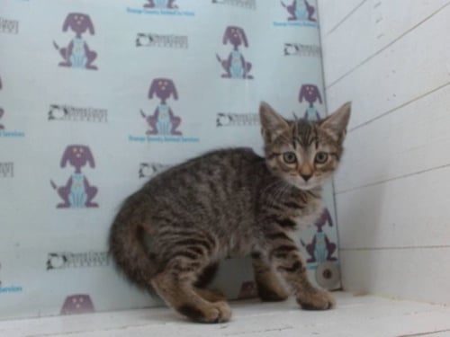 *BUTTERNUT - Domestic Short Hair available for adoption