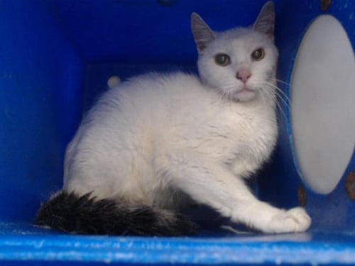 *LENNON - Domestic Medium Hair available for adoption