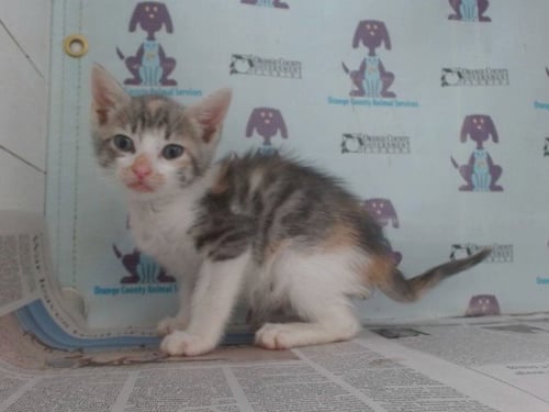 *NITTANY - Domestic Short Hair available for adoption