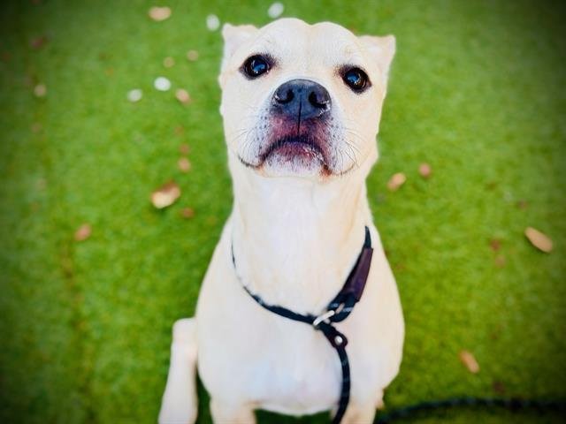 TATOR - Black Mouth Cur for adoption in Orlando