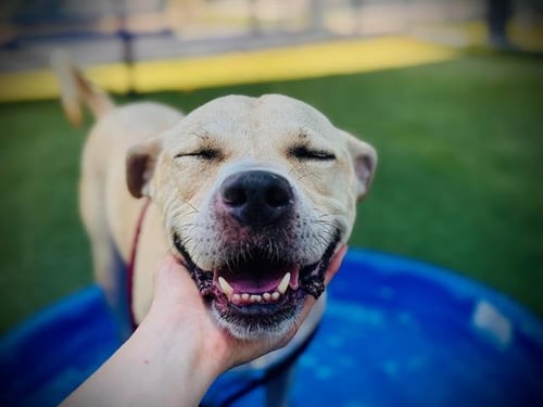TATOR - Black Mouth Cur / Boxer available for adoption