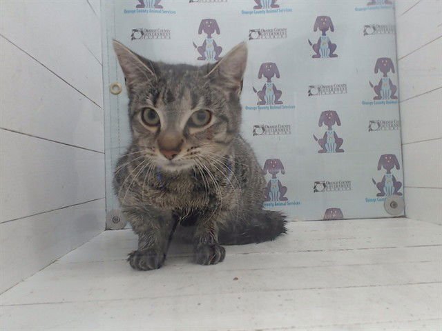 *FROSTINE - Domestic Short Hair available for adoption