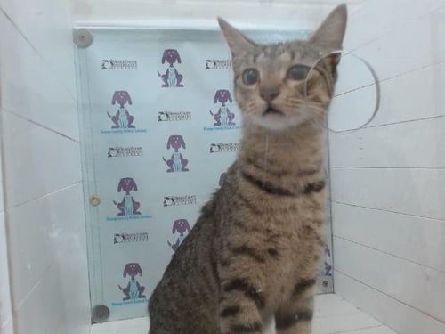 *LARA - Domestic Short Hair available for adoption