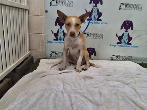 CASH - Pit Bull Terrier available for adoption