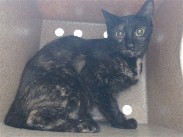 A589801 - Domestic Short Hair available for adoption