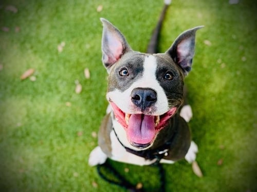 *ICE - Pit Bull Terrier available for adoption