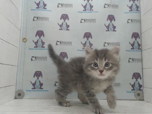 *POPPY - Domestic Long Hair available for adoption