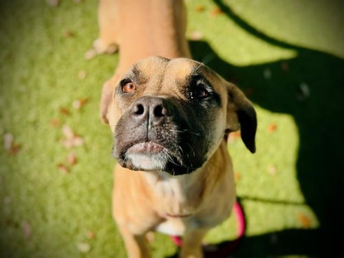 COCO - Pit Bull Terrier available for adoption