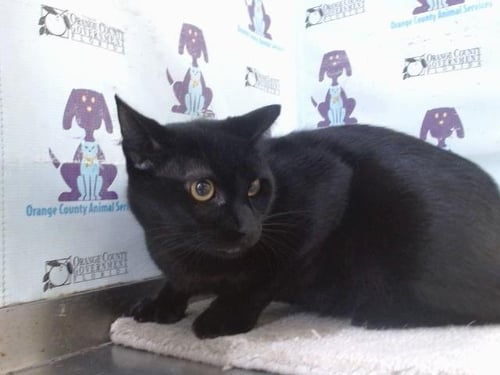 MAX - Domestic Short Hair for adoption in Orlando