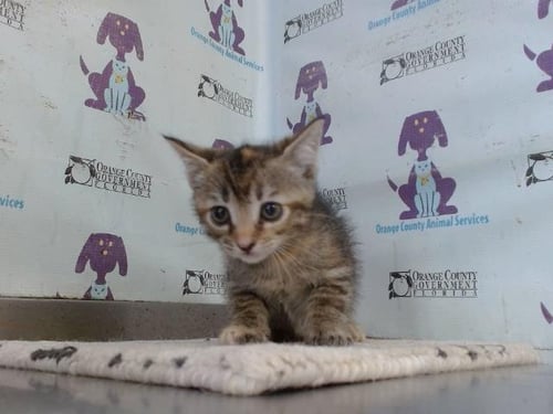 *FAIRY - Domestic Short Hair available for adoption