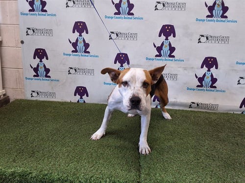GOLDEN - Pit Bull Terrier available for adoption