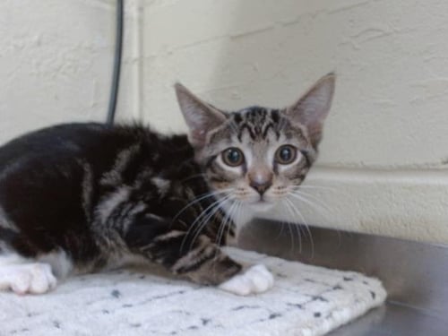 ROCKY - Domestic Short Hair available for adoption