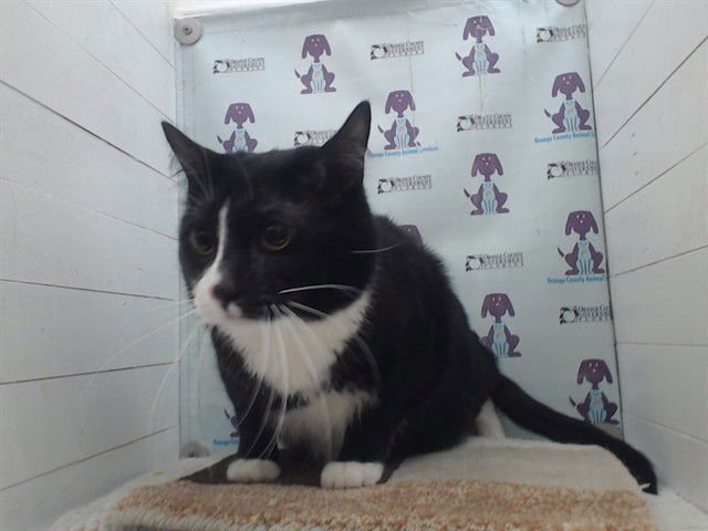 WHISKERS - Domestic Short Hair available for adoption