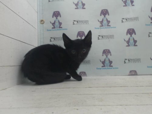 *NEMO - Domestic Short Hair available for adoption