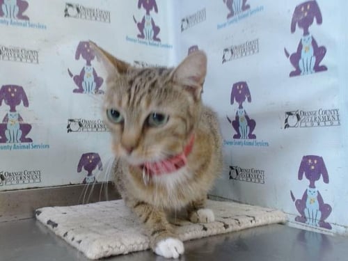 ELLA - Domestic Short Hair available for adoption
