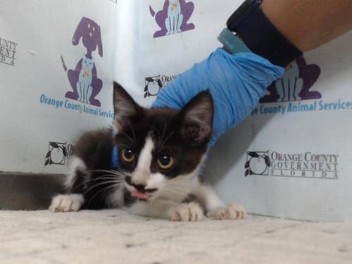 *ANGEL - Domestic Short Hair available for adoption