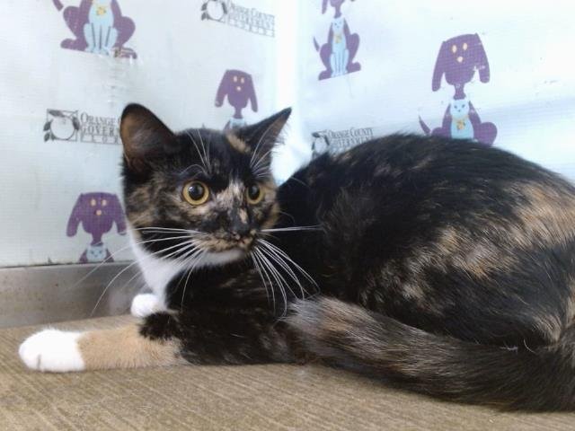 IZZIE Image
