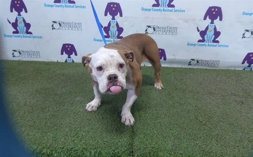 *CARA CARA - English Bulldog available for adoption