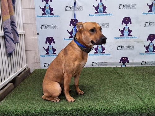 *BIM - Labrador Retriever available for adoption