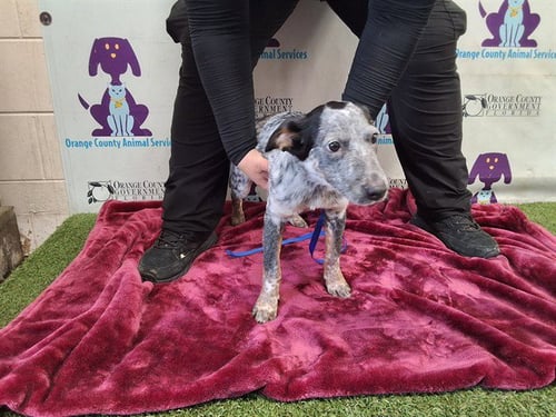 *BANDIT - Australian Cattle Dog/Blue Heeler available for adoption