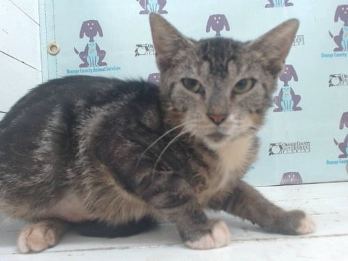 A604981 - Domestic Short Hair available for adoption