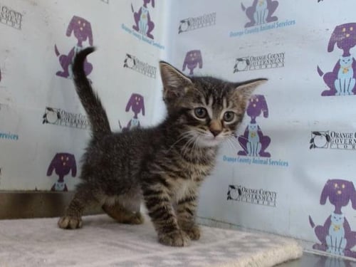 *ROBBY - Domestic Short Hair available for adoption